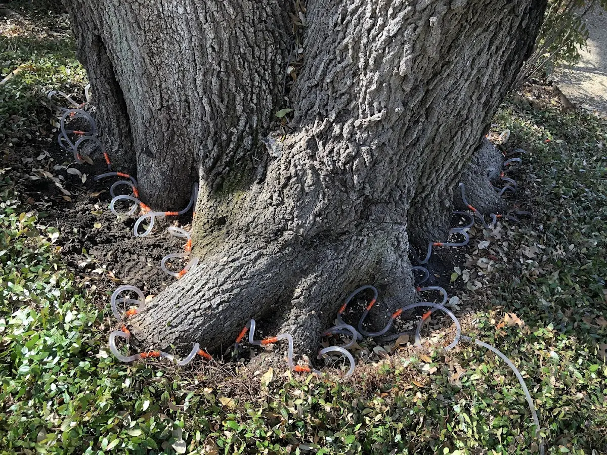 Detailed Tree Cabling and Bracing job site in Flaxton