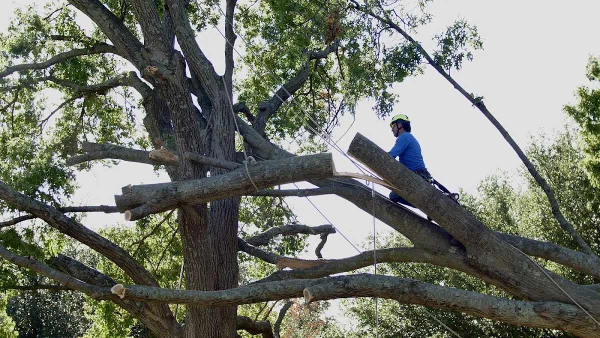 Professional Hazardous Tree Removal performed by certified arborists in Flaxton
