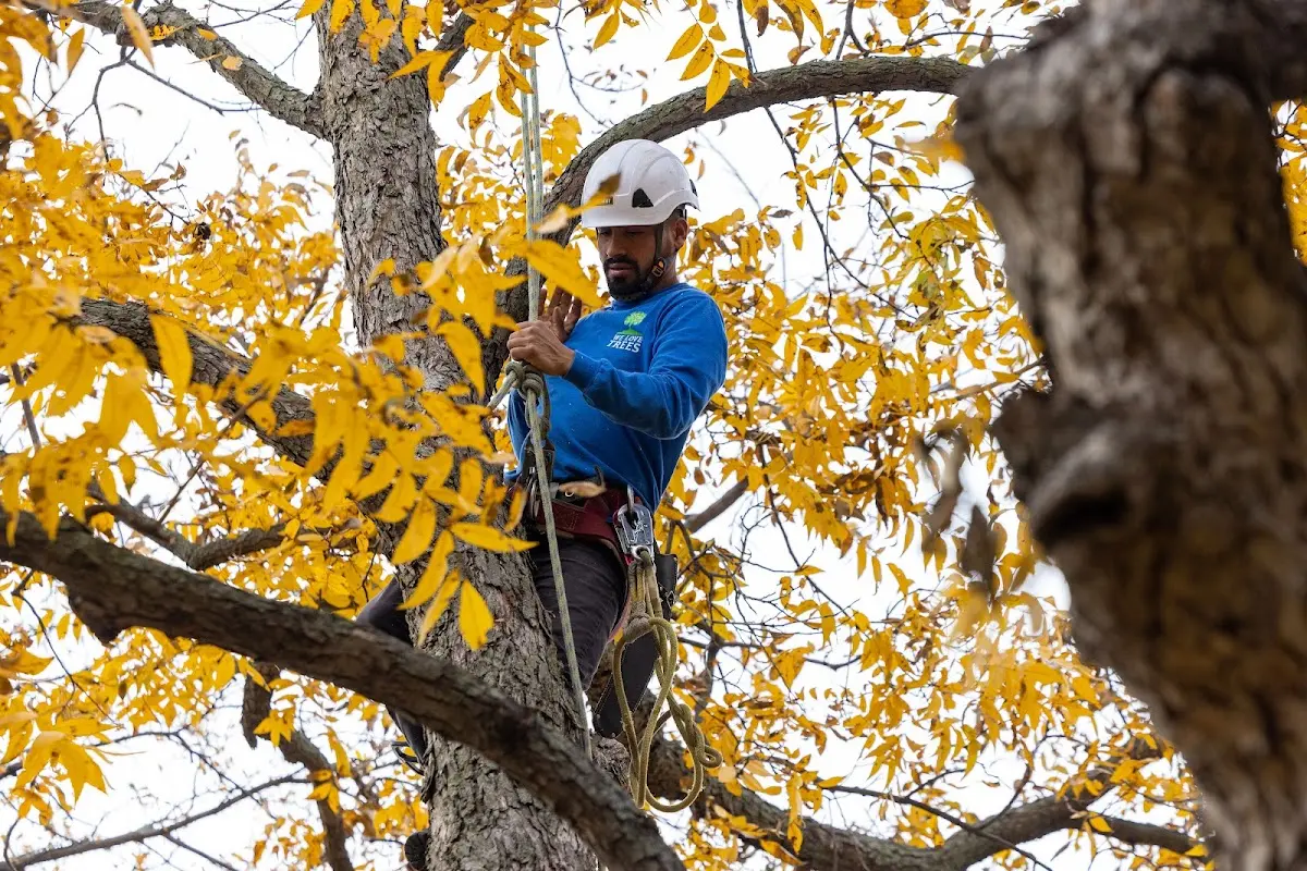 Skilled Emergency Tree Service crew working in Flaxton