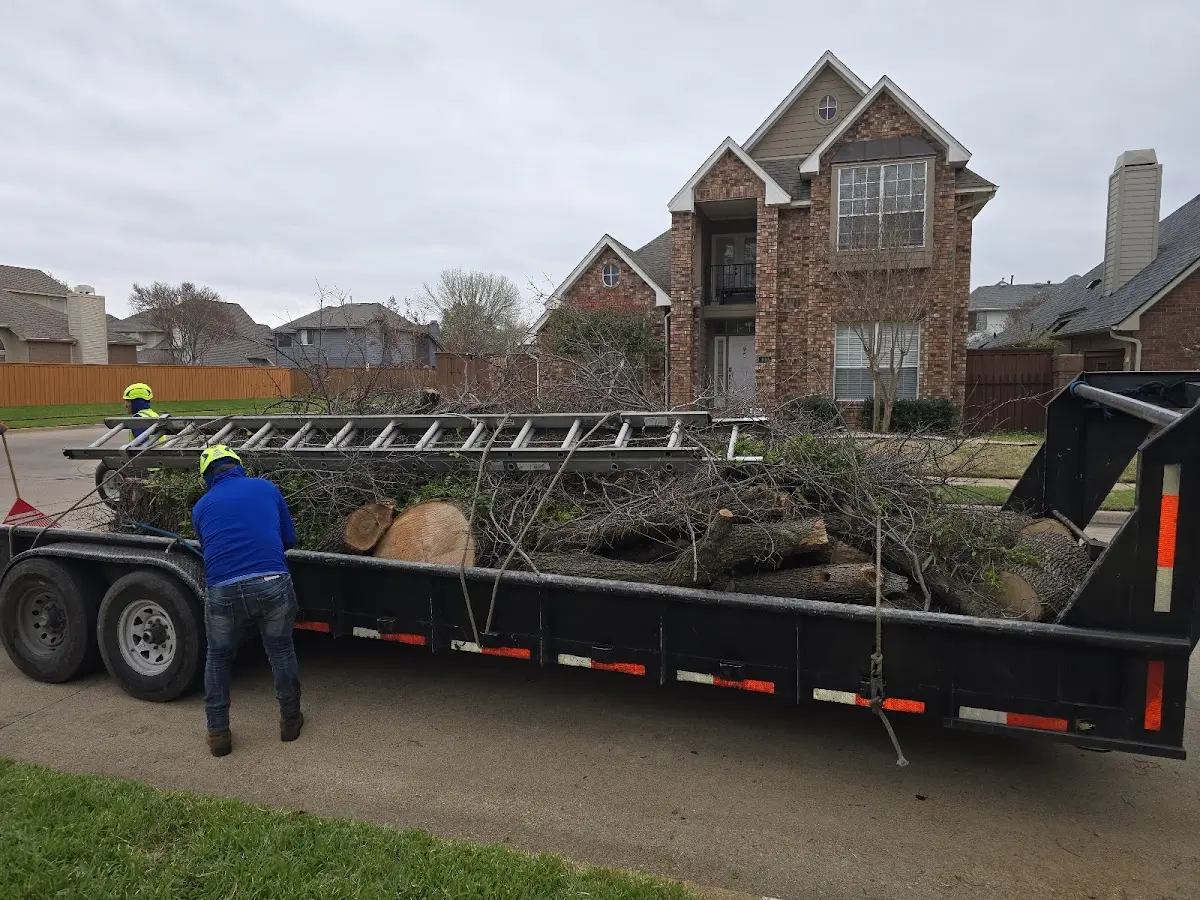 Expert Tree Removal with proper safety equipment in Flaxton